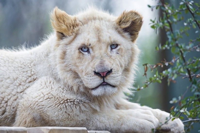 white lion cat face blue eyes Â© tambako the jaguar