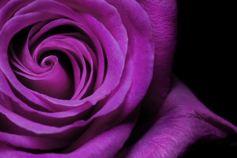 Purple Rose Mawar Ungu Widescreen