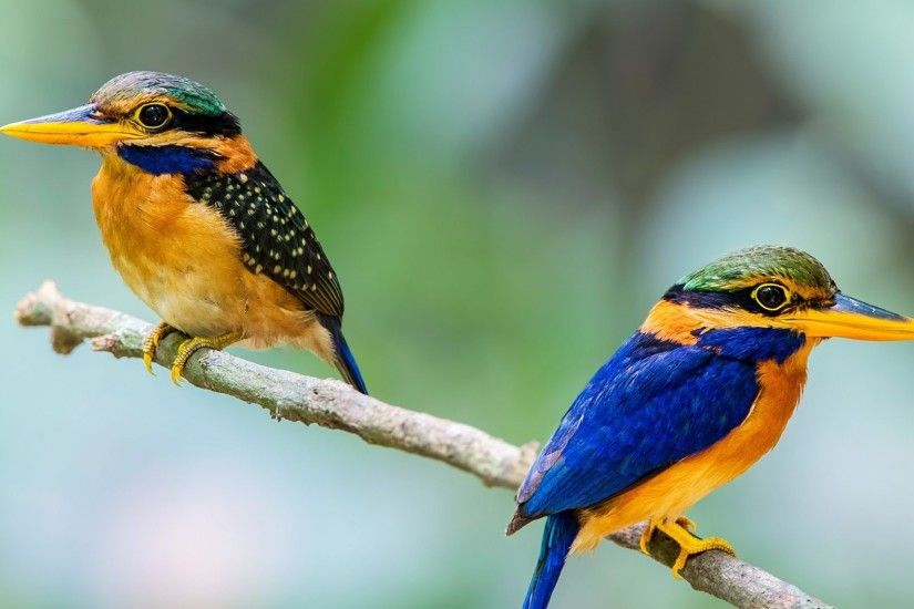 Branch Cute Blue Kingfisher Birds Orange Bird Pigeon Hd Wallpaper