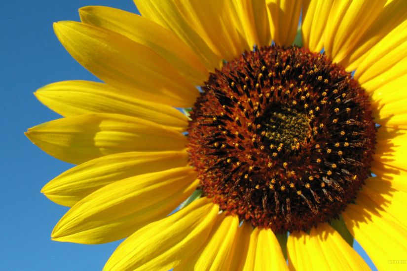 images of sunflower flowers. Â«Â«