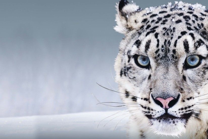 mac wallpaper apple snow leopard