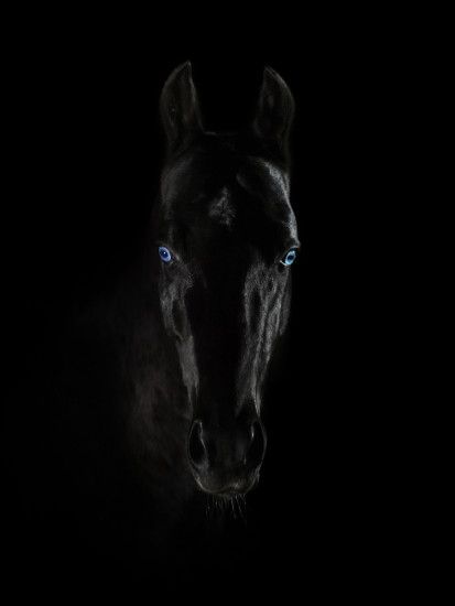 Akhal-Teke stallion Meltemy - Portrait black Akhal-Teke horse with blue  eyes on