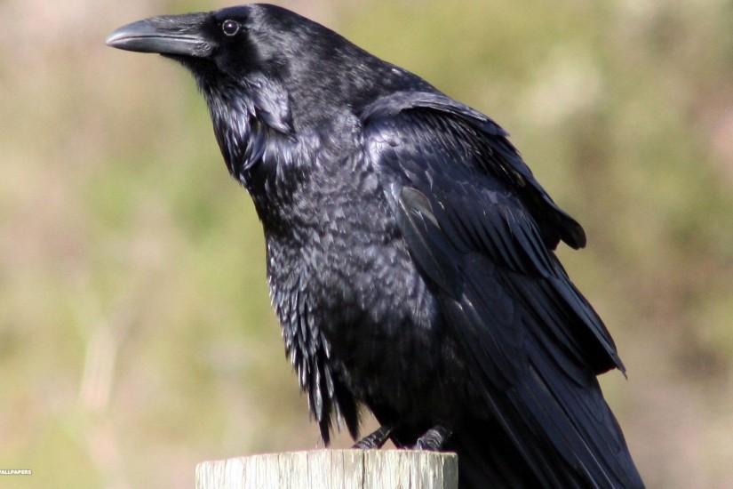 common raven