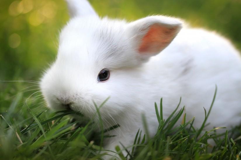 Cute Bunny Wallpapers Wide ...