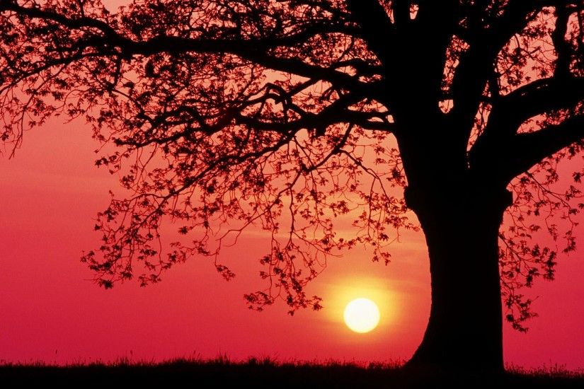 Beautiful Tree Silhouette