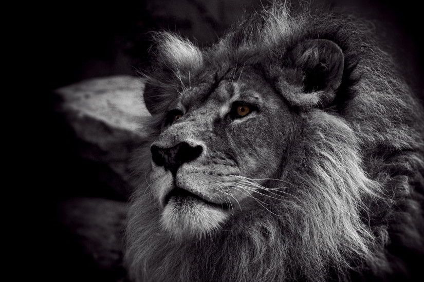 Lion Black And White Wallpapers High Resolution