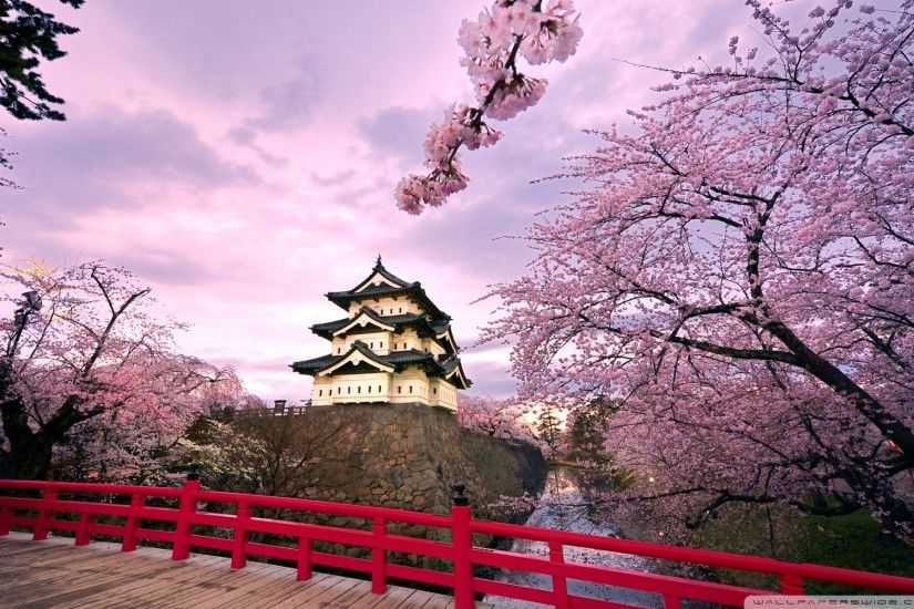 cherry blossom desktop background