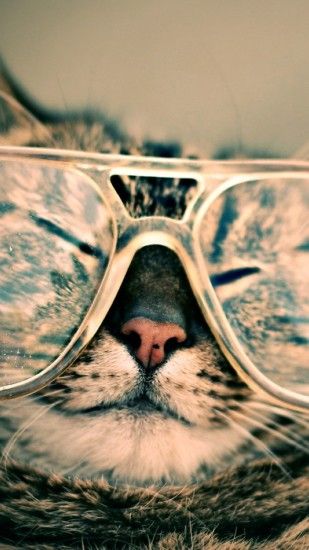 20 Cool Cats Wearing Glasses - Page 10 of 19 - Tons Of Cats