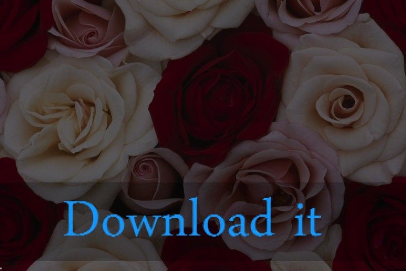RED AND WHITE ROSES - Flowers & Nature Background Wallpapers on .