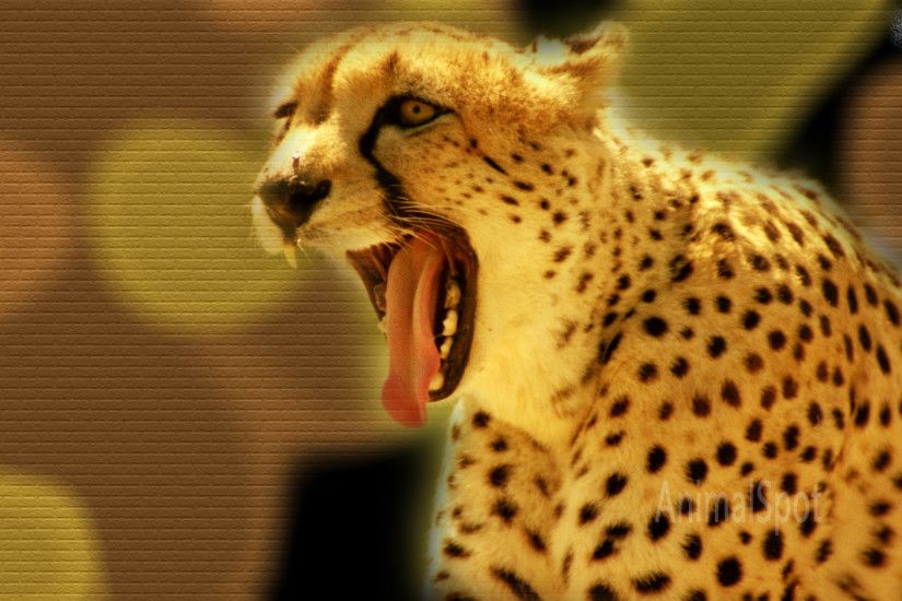 Best Cheetah Wallpapers and Backgrounds