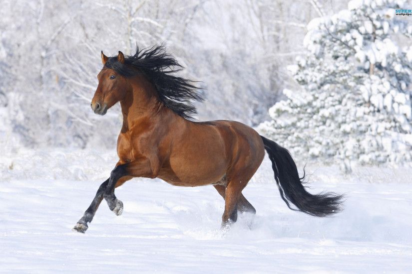Horse Animal Desktop Wallpaper with Snow Background