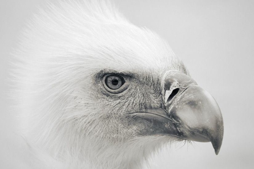 hd pics photos birds eagle white desktop background wallpaper