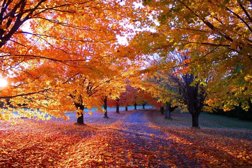 nature, Fall, Park, Sunrise, Leaves, Orange, Trees, Path, Sunlight,  Landscape, Grass, Morning Wallpapers HD / Desktop and Mobile Backgrounds