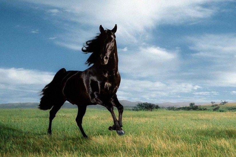 Widescreen Horse Images | Marcel Ponte - HD Wallpapers