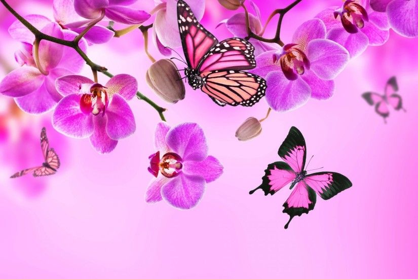 orchid pink blossom flowers beautiful butterflies orchid flower butterfly
