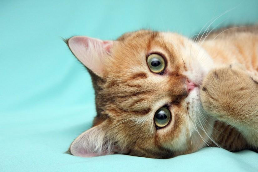 cute-cats-wallpaper-20-photos- (9)