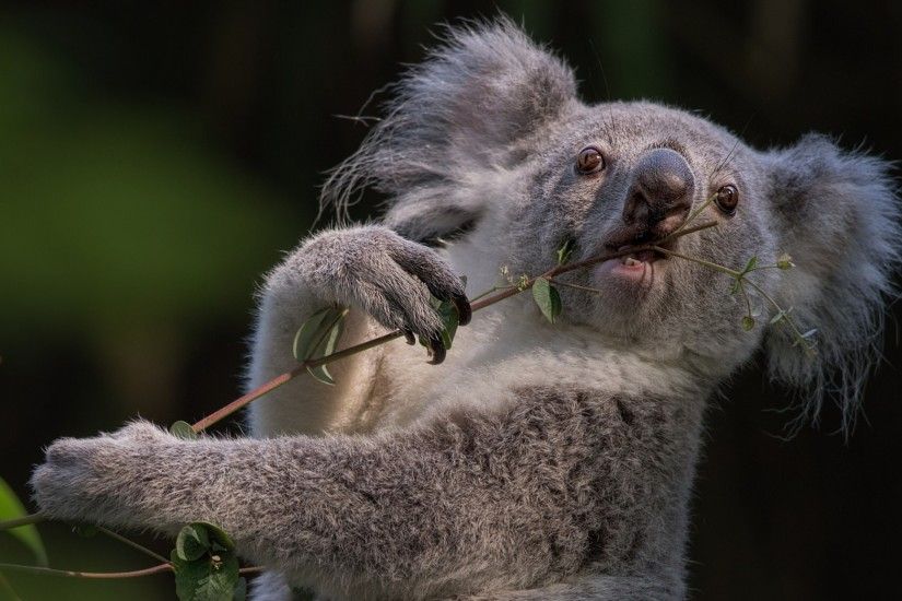 By Ardelle Felice V.739: Amazing Koala Pictures & Backgrounds