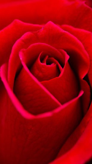 Beautiful Red Rose Flower Closeup Android Wallpaper ...