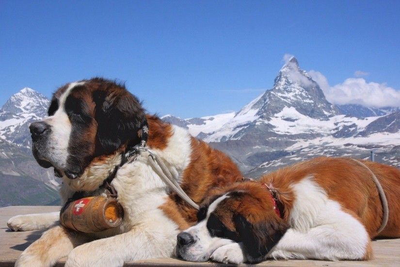 dog, Animals, St. Bernard, Mountain Wallpapers HD / Desktop and Mobile  Backgrounds