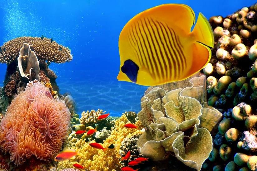 Coral reef Wallpapers Pictures Photos Images. Â«