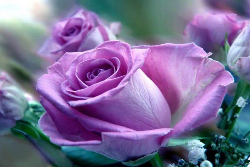 ... Purple roses