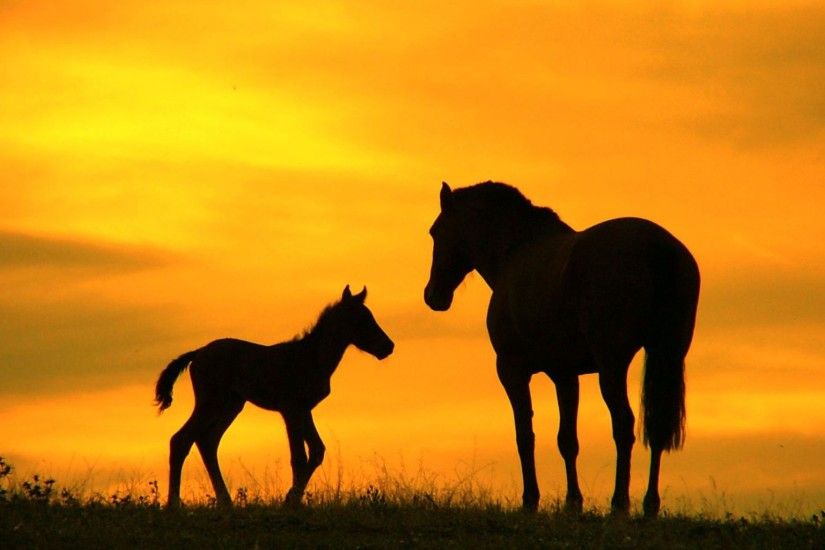 Horse Download Horse Desktop wallpaper