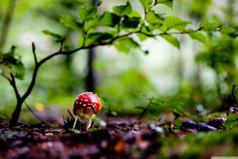 By Celine Vrabel V.75: Amazing Mushroom Pictures & Backgrounds