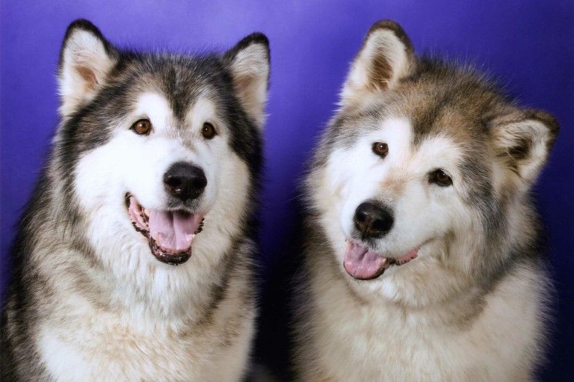 Different Types of Siberian Huskies