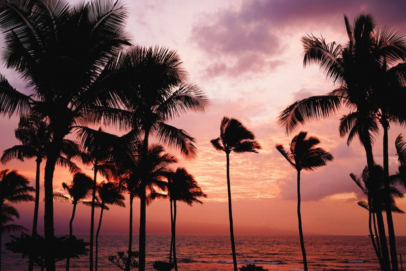 Preview wallpaper palm trees, sunset, sea 2048x1152