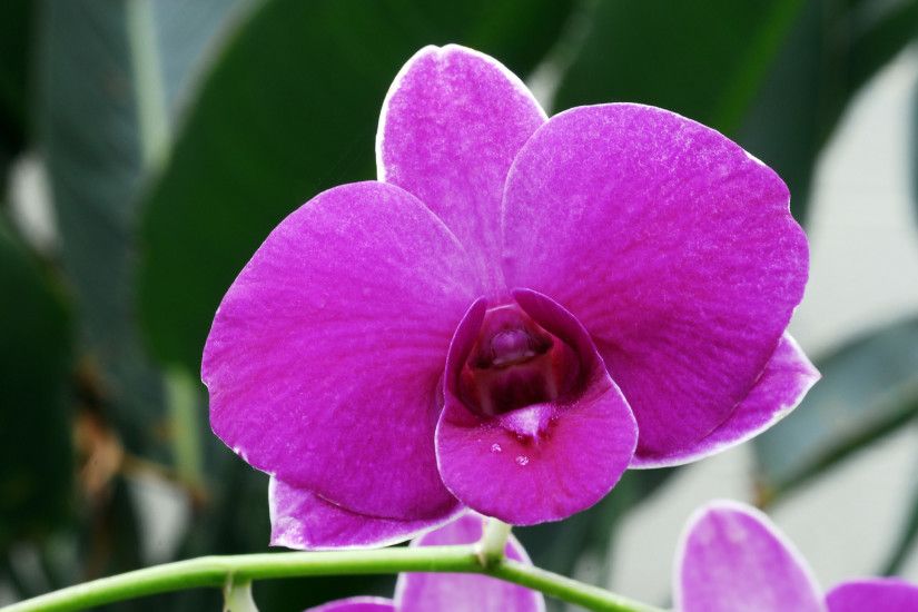 purple_orchid.jpg 1,936Ã1,296 pixels | Flowers | Pinterest | Orchid types,  Orchid and Flowers