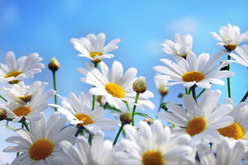 Lovely Daisy Flowers Wallpapers Free Download