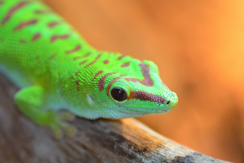 closeup photography of green lizard on wood during daytime, gecko