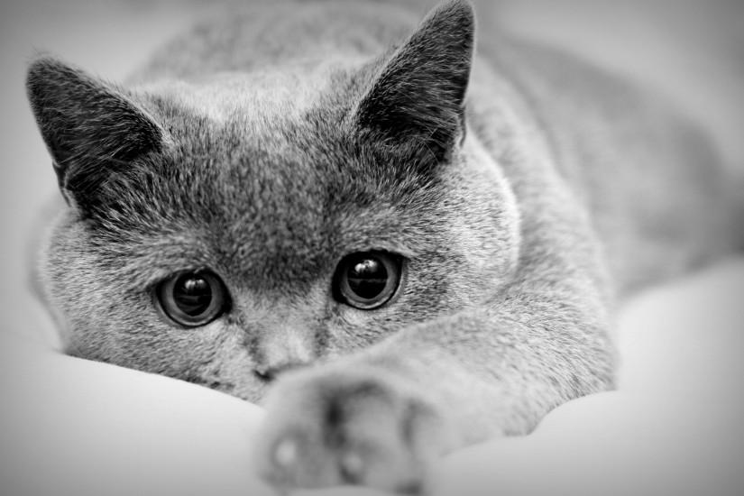 free cat wallpaper 2560x1600 for iphone 5s