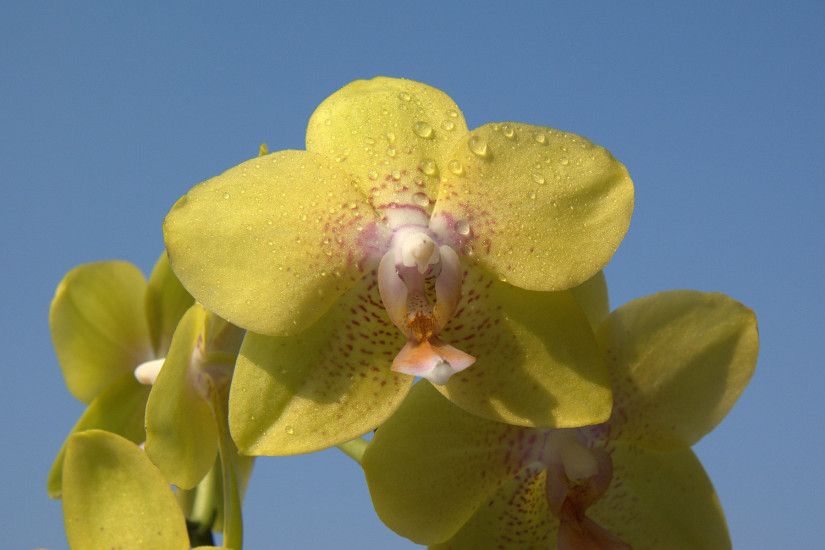 Canary orchid wallpaper