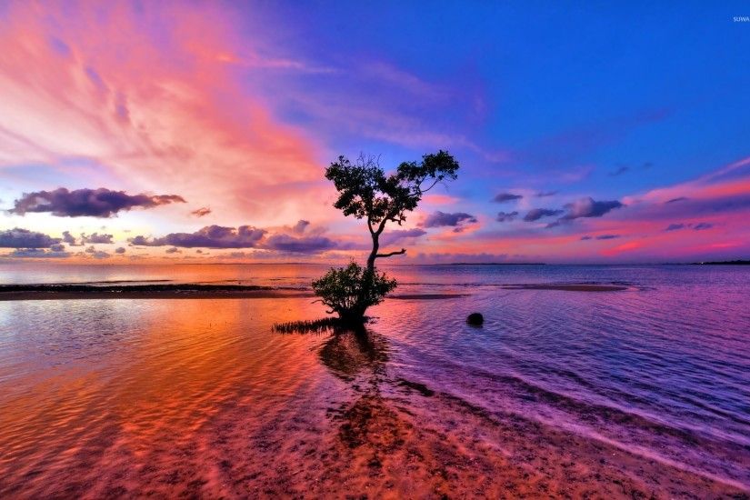 Beautiful sunset sky behind the lonesome tree on the beach wallpaper  1920x1200 jpg