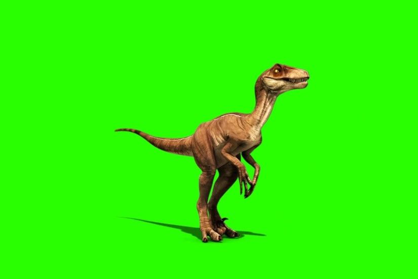 1920x1080 Green Screen Dinosaurs Velociraptor Prehistory - Footage  PixelBoom - YouTube