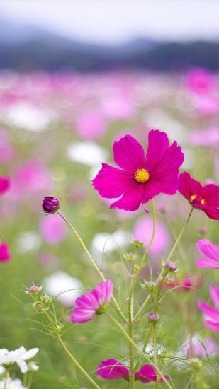 ... flower-wallpapers-for-phones ...