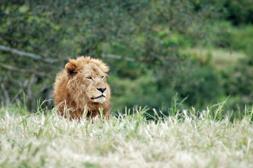 Most Beautiful Lion Wallpaper – African Lion Wallpapers HD