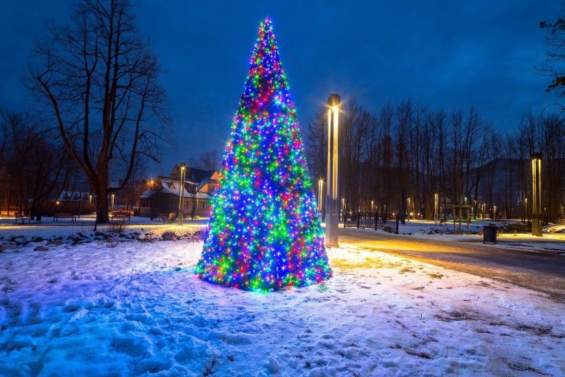 holiday, Fir, Christmas, Christmas Lights, Nature, Snow Wallpapers HD /  Desktop and Mobile Backgrounds
