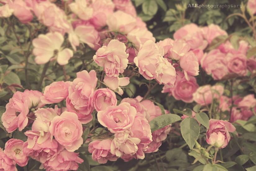 download free roses background 1920x1280