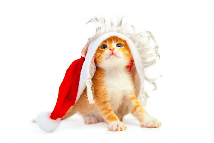 Cute Christmas Kitten. Cute Christmas Kitten Desktop Background