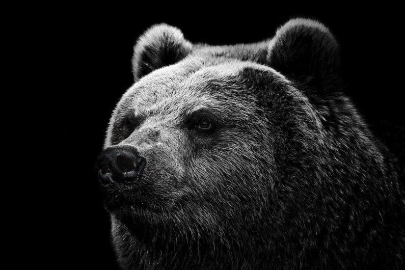 Attractive Bear Grizzly Bear Eyes Nose Download Hd Wallpaper Image Wallpaper