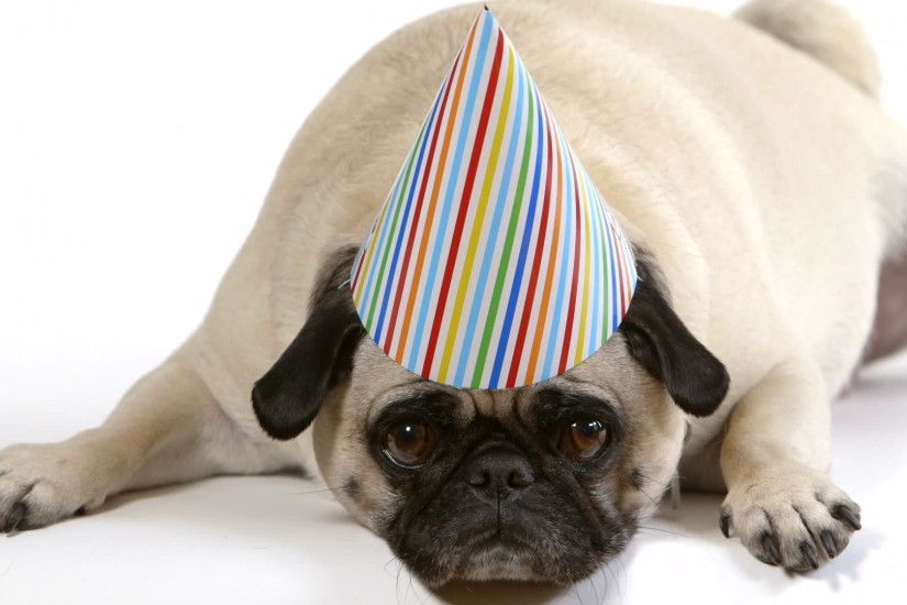 Pug Wearing Party Hat