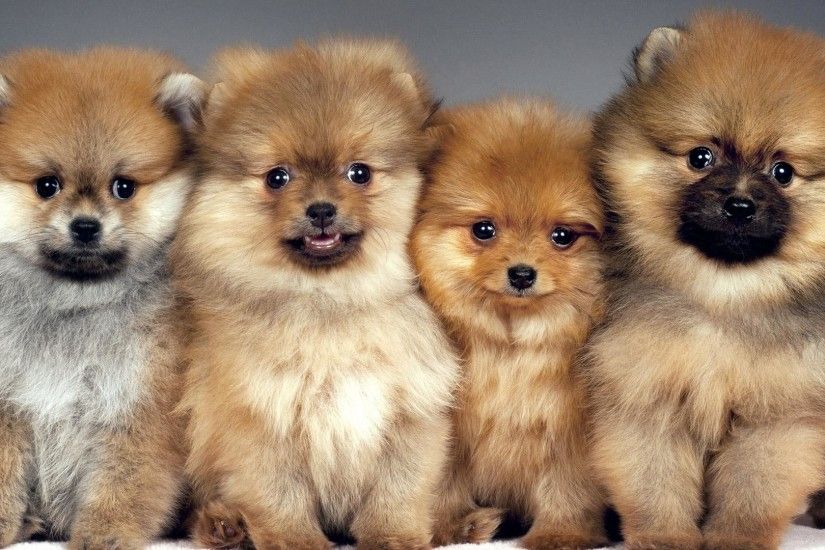 Animals For > Cute Pomeranian Wallpaper