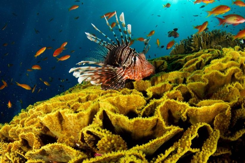 Get the latest underwater, fish, corals news, pictures and videos and learn  all about underwater, fish, corals from wallpapers4u.org, your wallpaper  news ...