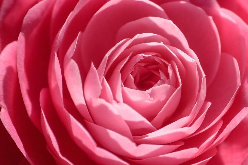 Flowers / Pink rose Wallpaper