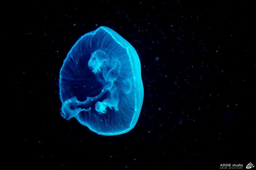 4K HD Wallpaper: The Blue Jellyfish
