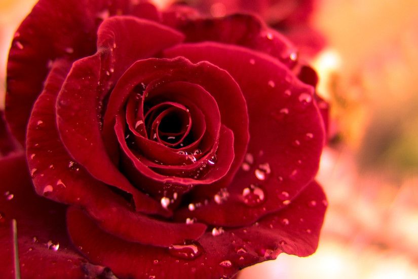 Beautiful Rose Wallpaper