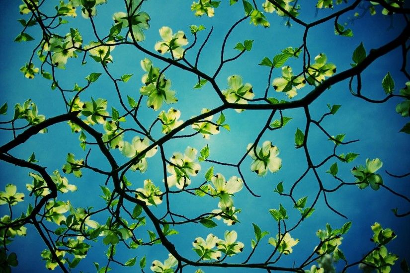Flowers: Stunning Dogwood Tree Desktop Wallpaper, | Image Browse