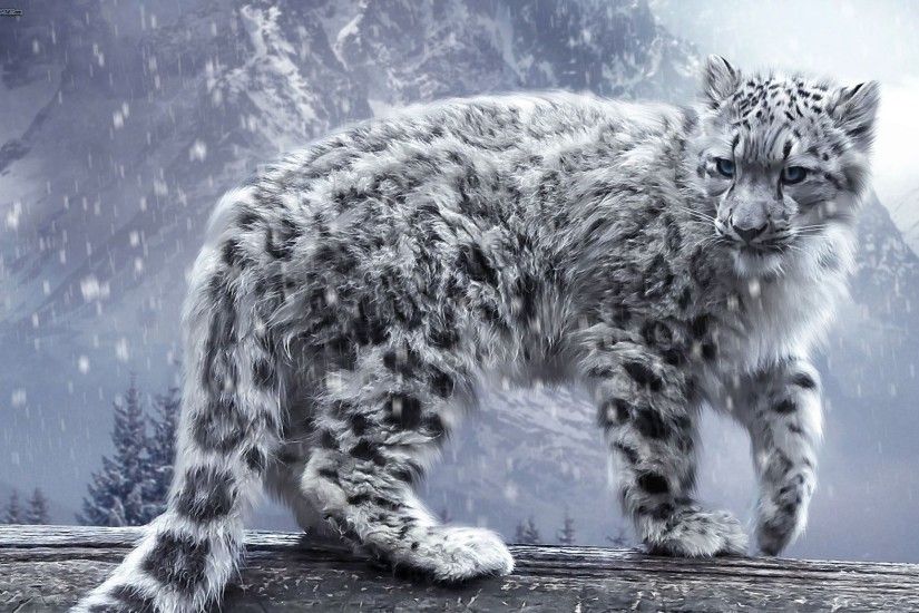 Snow Leopard HQ wallpapers Snow Leopard Background